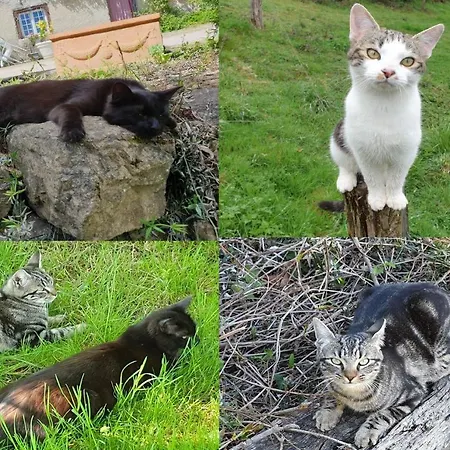 La Ferme De Jeanne Bed & Breakfast Saint-Girons (Ariege)