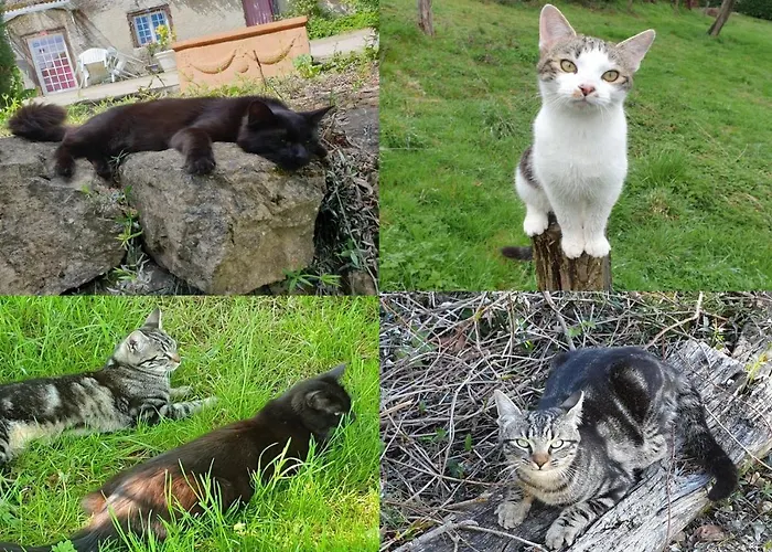 La Ferme De Jeanne ベッド・アンド・ブレックファスト サン・ジロン